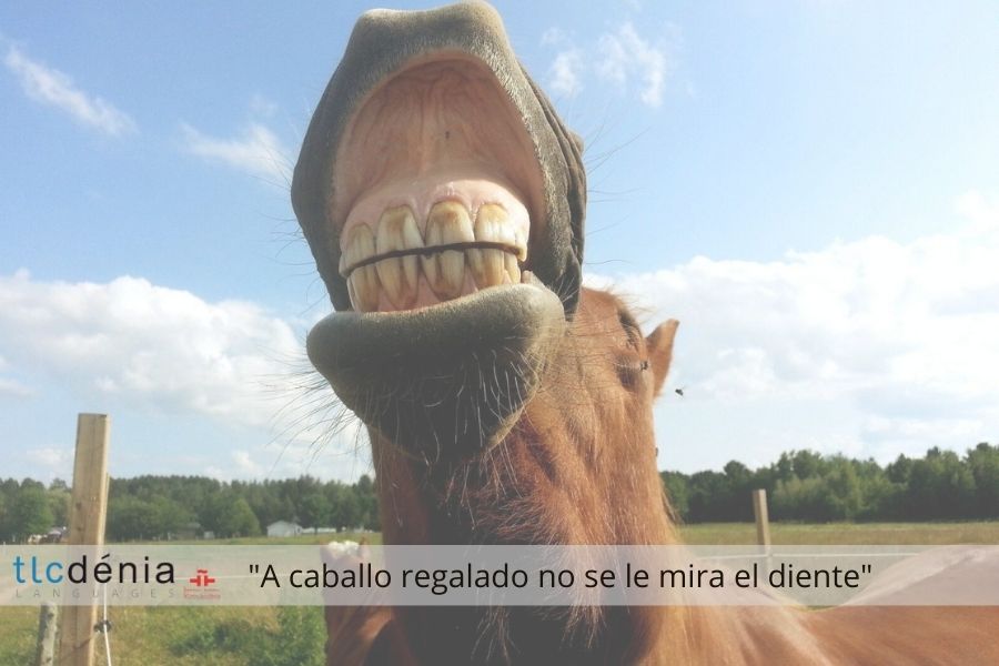 Spanish expression: A caballo regalado no le mires el diente