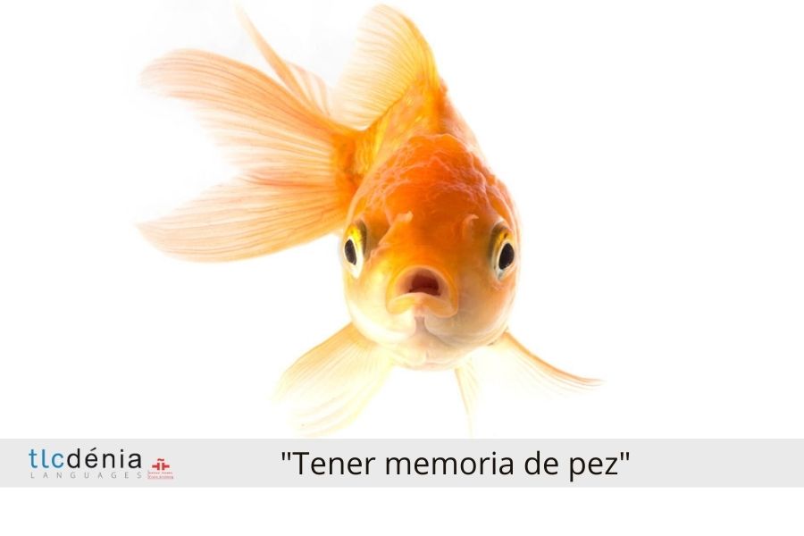 Spanish expression: tener memoria de pez