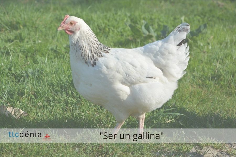 Spanish expression: ser un gallina