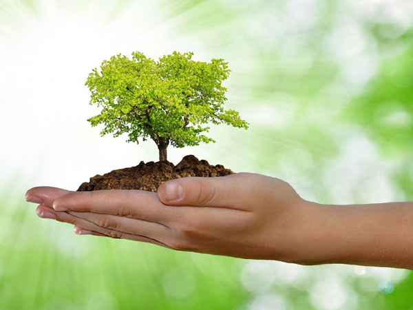 a tree planting in a hand