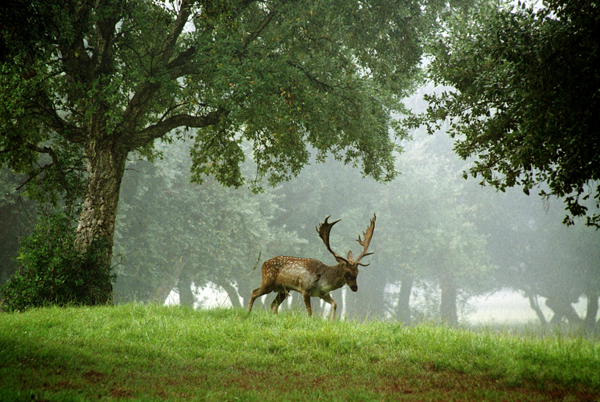 a deer in a forest
