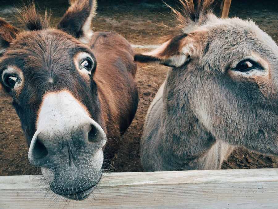 2 donkeys