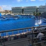 Dolphins Spectable in the Oceanografic in Valencia, Spain