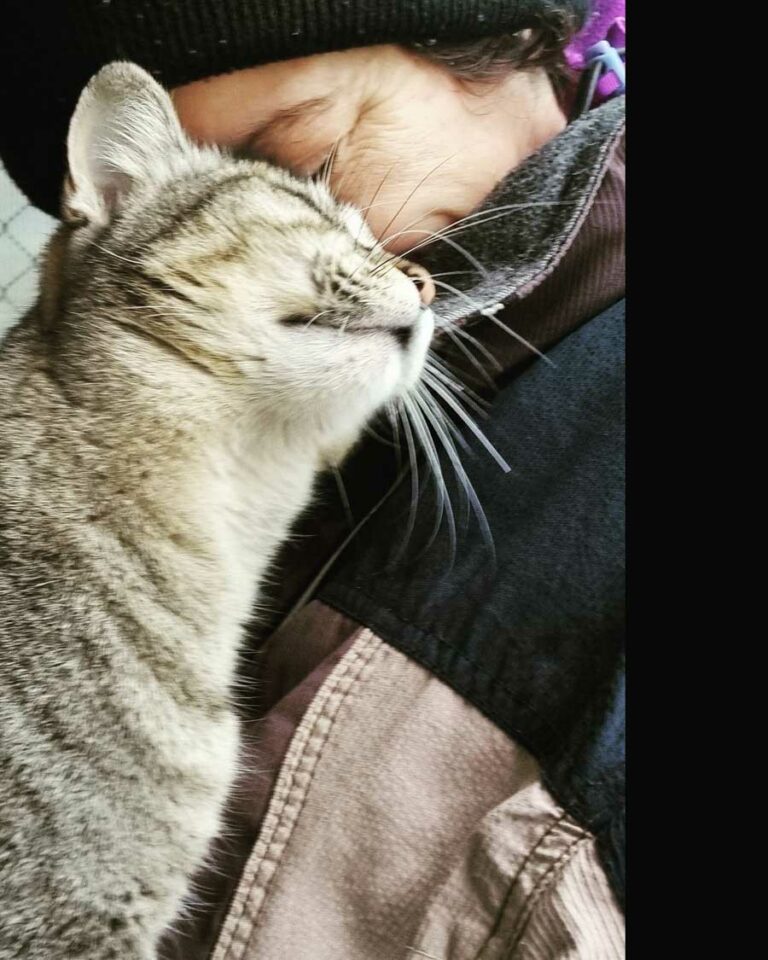 Freiwilligenarbeit Claudia Attar mit Katzen